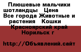 Плюшевые мальчики шотландцы › Цена ­ 500 - Все города Животные и растения » Кошки   . Красноярский край,Норильск г.
